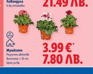 Мушкато