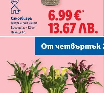Сансевиера