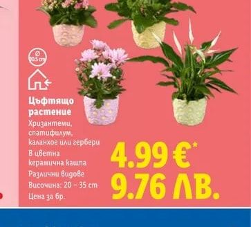 Цъфтящо растение
