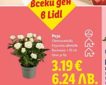 Рози Светлолюбиви