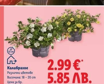 Калибрахое