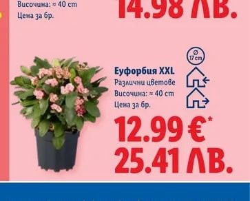 Еуфорбия XXL