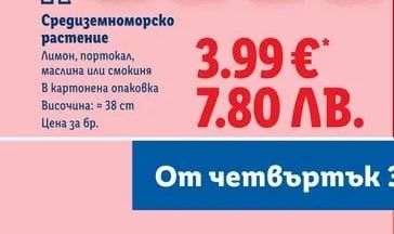 Средиземноморско растение