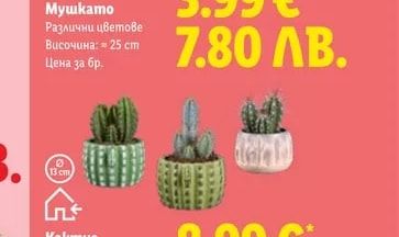 Кактус