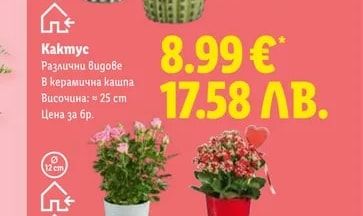 Роза или каланхое
