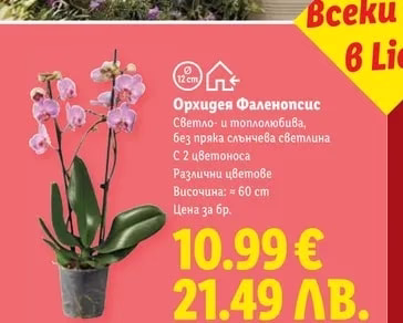 Орхидея Фаленопсис