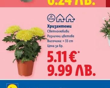 Хризантеми