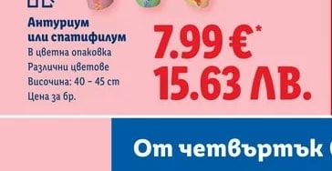 Антуриум или спатифилум