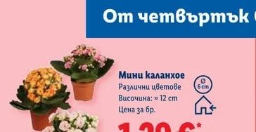 Мини каланхое