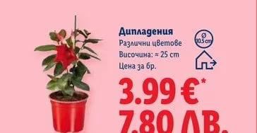 Корени за летни цветя