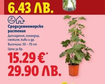 Средиземноморско растение