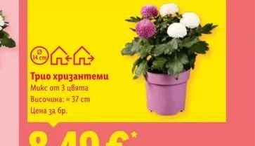 Трио хризантеми