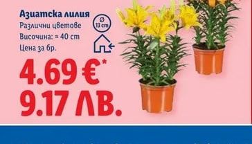 Азиатска лилия