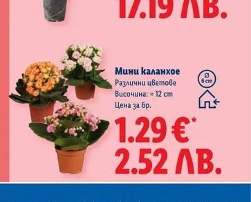 Мини каланхое