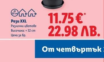 Бугенвилия