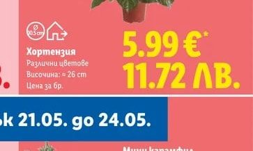 Мини карамфил