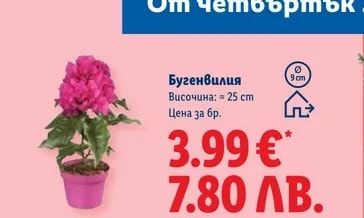 Орхидея Мултифлора