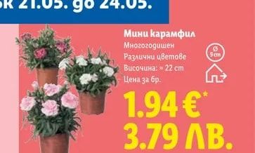 Гербери, бегония или каланхое