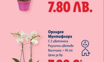Хризантеми