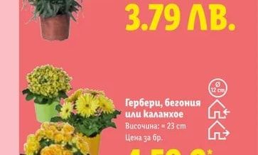 Рози микс