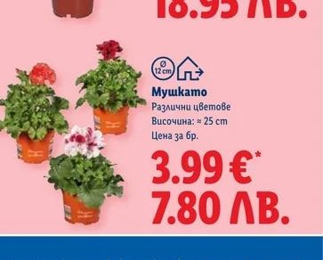 Мушкато