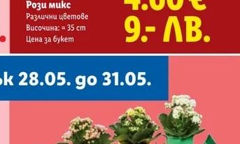Мини каланхое