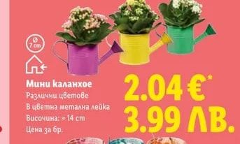 Антуриум или спатифилум