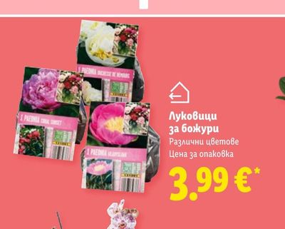 Луковици за божури