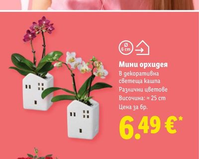 Мини орхидея