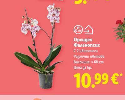 Орхидея Фаленопсис