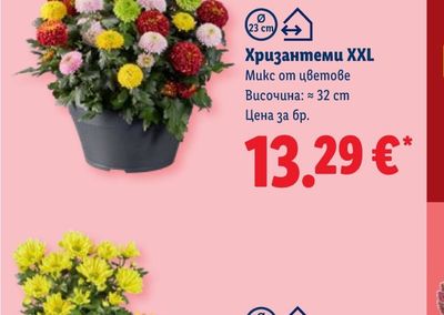 Хризантеми XXL
