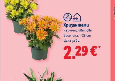 Хризантеми