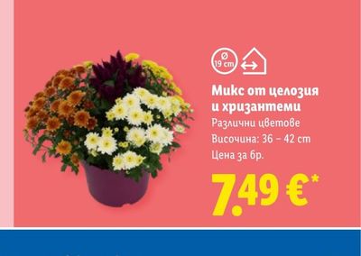Микс от целозия и хризантеми