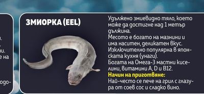 ЗМИОРКА (EEL)
