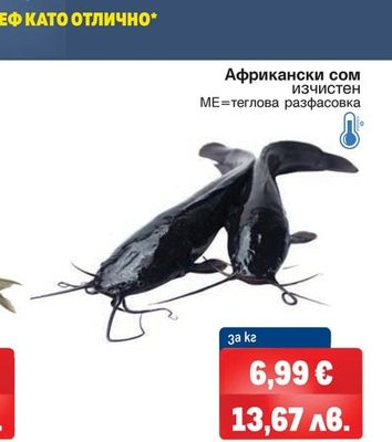 Африкански сом изчистен