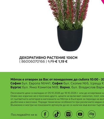 ДЕКОРАТИВНО РАСТЕНИЕ В КАШПА