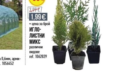 ИГЛОЛИСТНИ МИКС