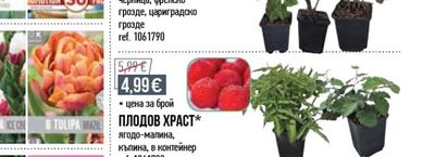 ПЛОДОВ ХРАСТ