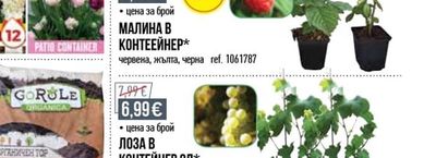 МАЛИНА В КОНТЕЙНЕР