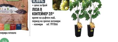 ЛОЗА В КОНТЕЙНЕР
