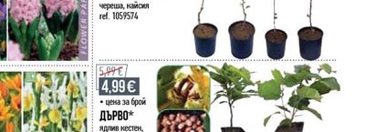 ПЛОДНО ДЪРВО