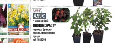 БОРОВИНКА/ФРЕНСКО ГРОЗДЕ В КОНТЕЙНЕР