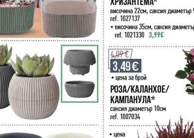 ХРИЗАНТЕМА