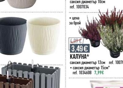 РОЗА/КАЛАНХОЕ/ КАМПАНУЛА