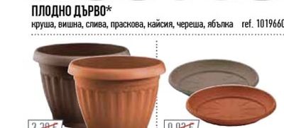 КОРЕН РОЗИ