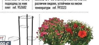 ЛИГУСТРУМ