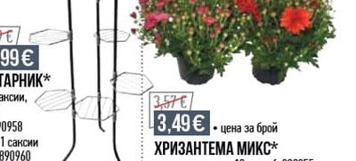МИКС ОТ ИГЛОЛИСТНИ ХРАСТИ