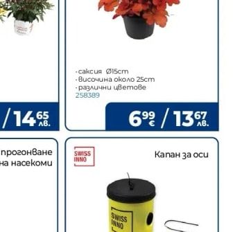Цитрус Chinotto Mandarine