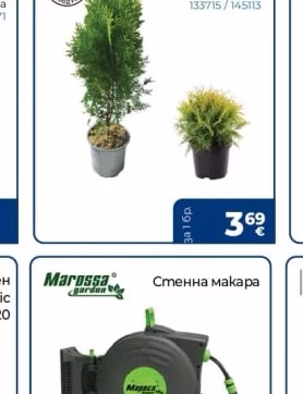 Туя