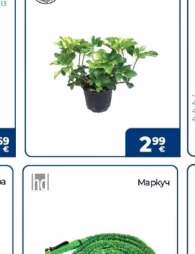 Вечнозелена Пахисандра